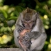 monkey_macaque_balinese_mf_ubud_v_1189_bal4907.jpg